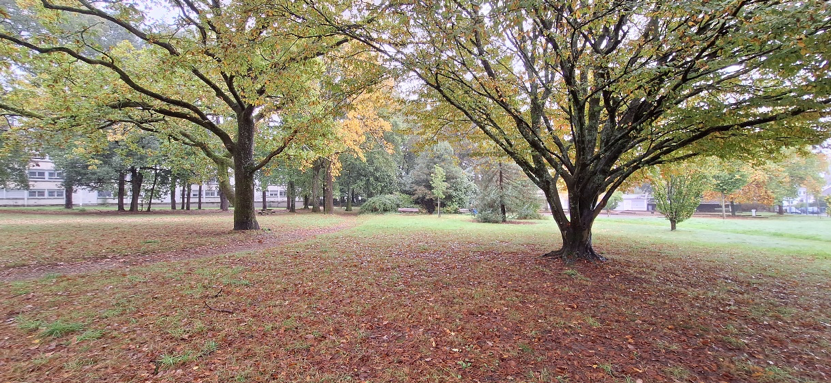 Un parc avec deux grands arbres et des feuilles au sol