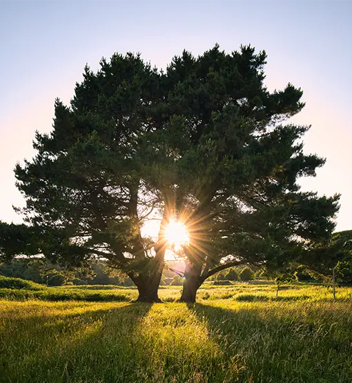 Vue d'un couché de soleil dans un grand arbre